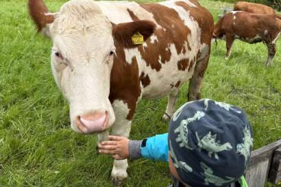 Streicheleinheiten_bei_den_Rindern.jpg