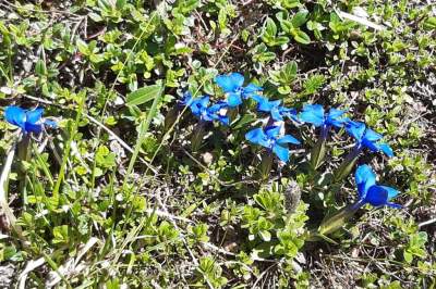 Blumengrüße.jpg
