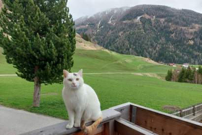 Kitty_genießt_die_Ruhe_am_Hof.jpg